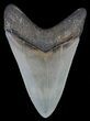 Serrated, Fossil Megalodon Tooth - Great Color #66198-1